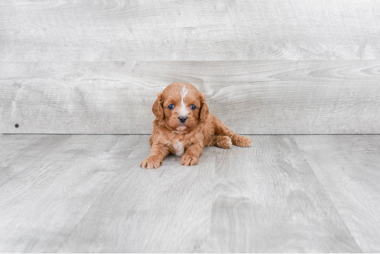 Best Cavapoo Baby