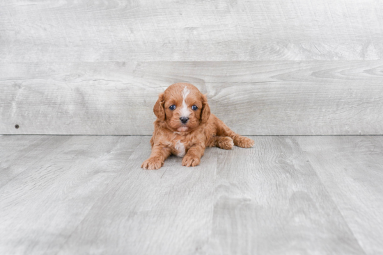 Best Cavapoo Baby