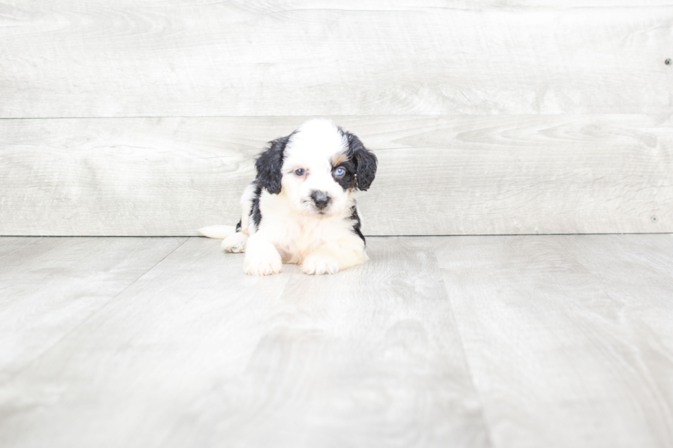 Mini Bernedoodle Pup Being Cute