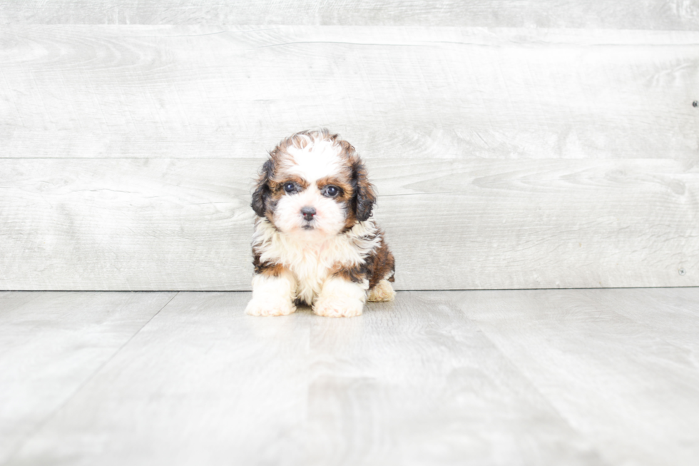 Popular Teddy Bear Designer Pup