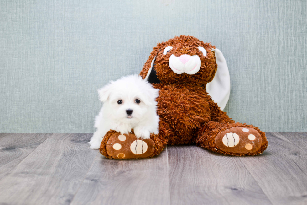 Maltese Pup Being Cute