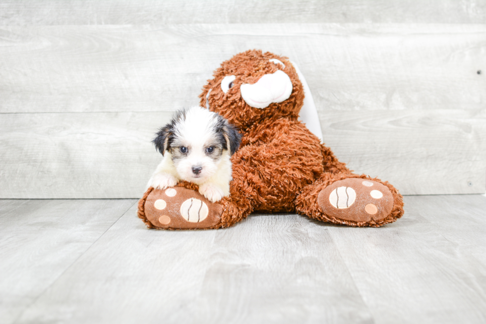 Morkie Puppy for Adoption