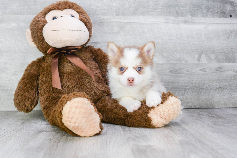 Happy Pomsky Baby