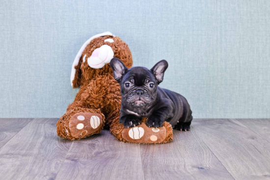 Akc Registered French Bulldog Purebred Pup