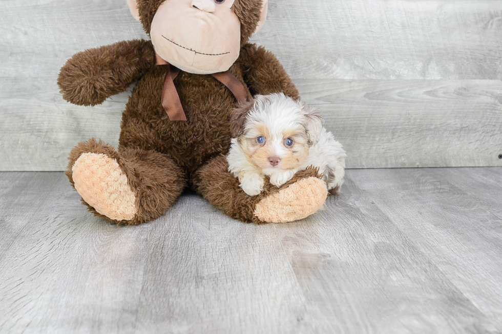 Mini Aussiedoodle Pup Being Cute