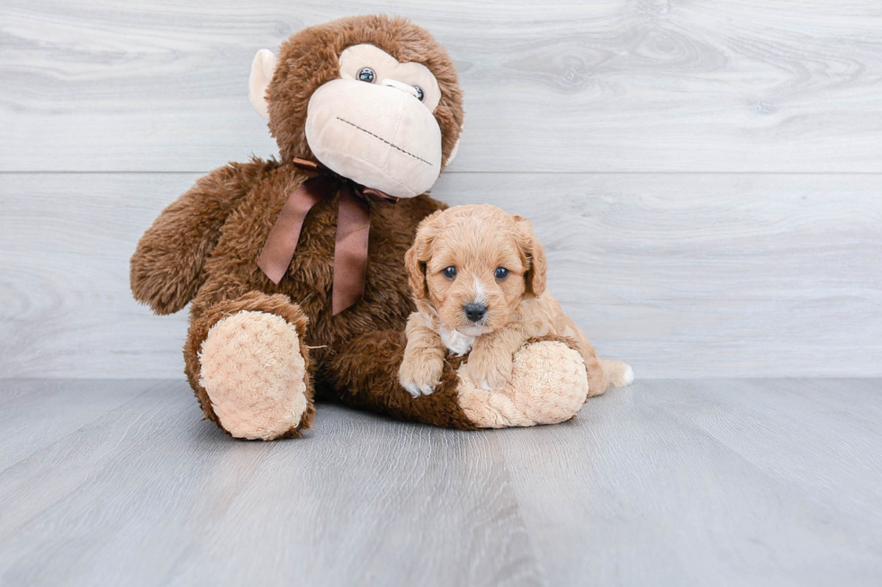 Popular Cavapoo Poodle Mix Pup