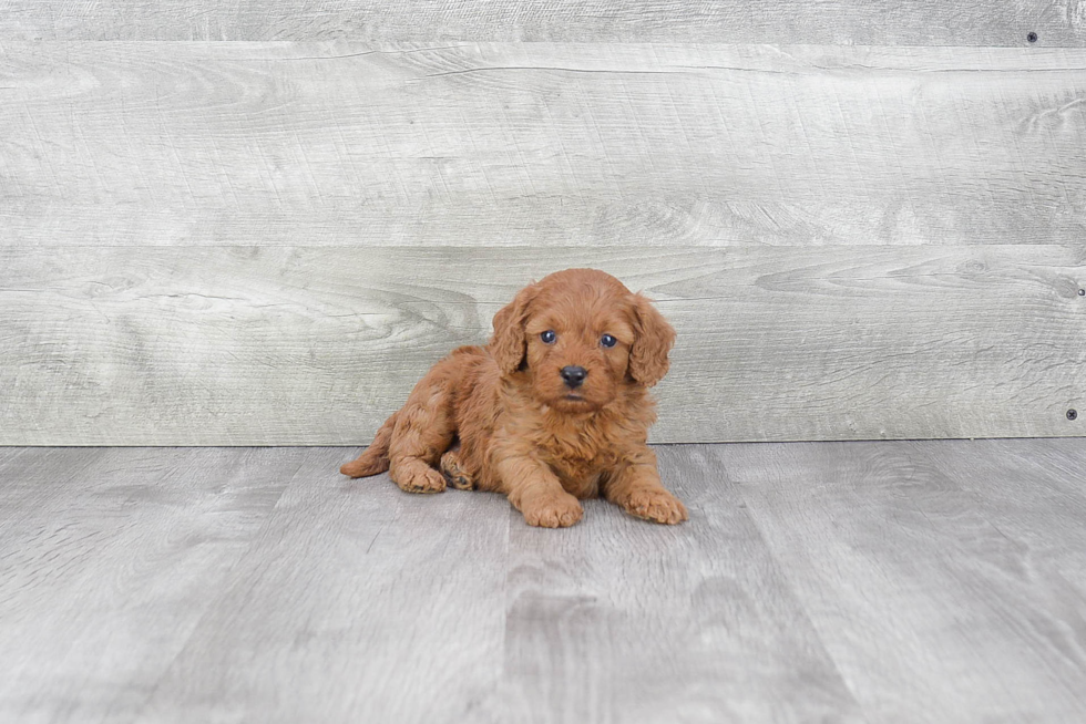 Best Cavapoo Baby