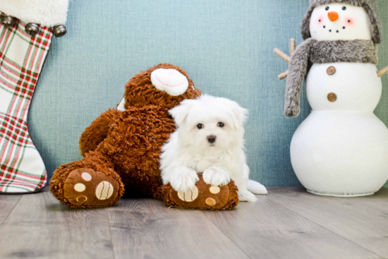 Little Maltese Purebred Pup