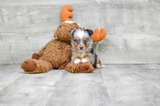 Smart Mini Aussiedoodle Poodle Mix Pup