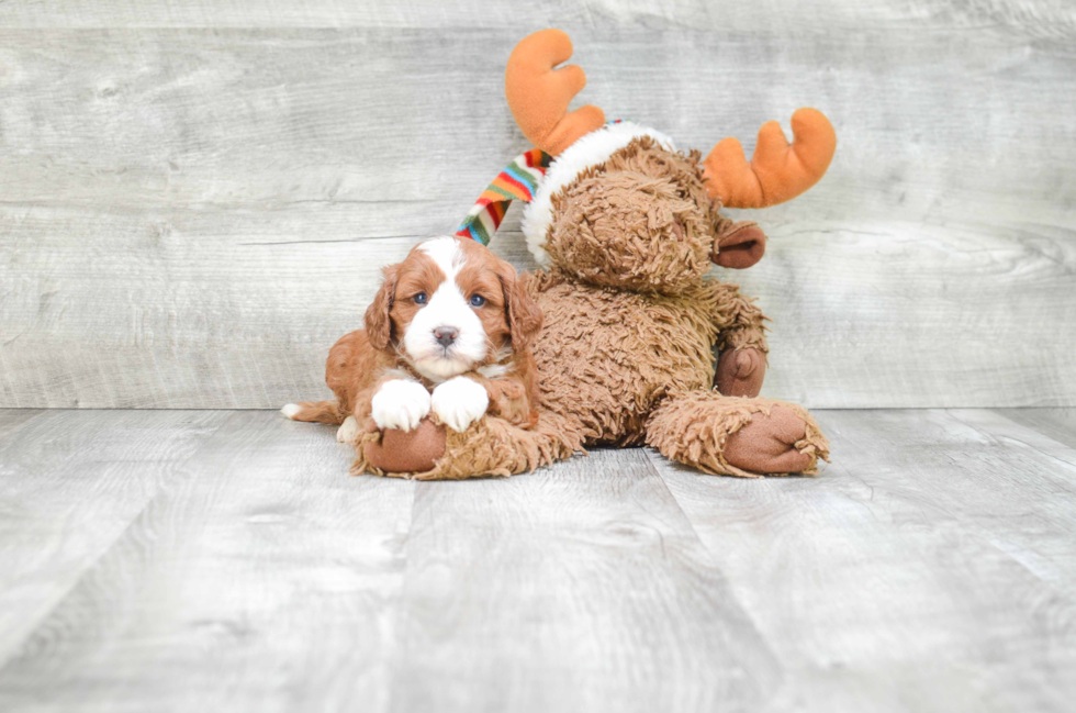 Smart Cavapoo Poodle Mix Pup