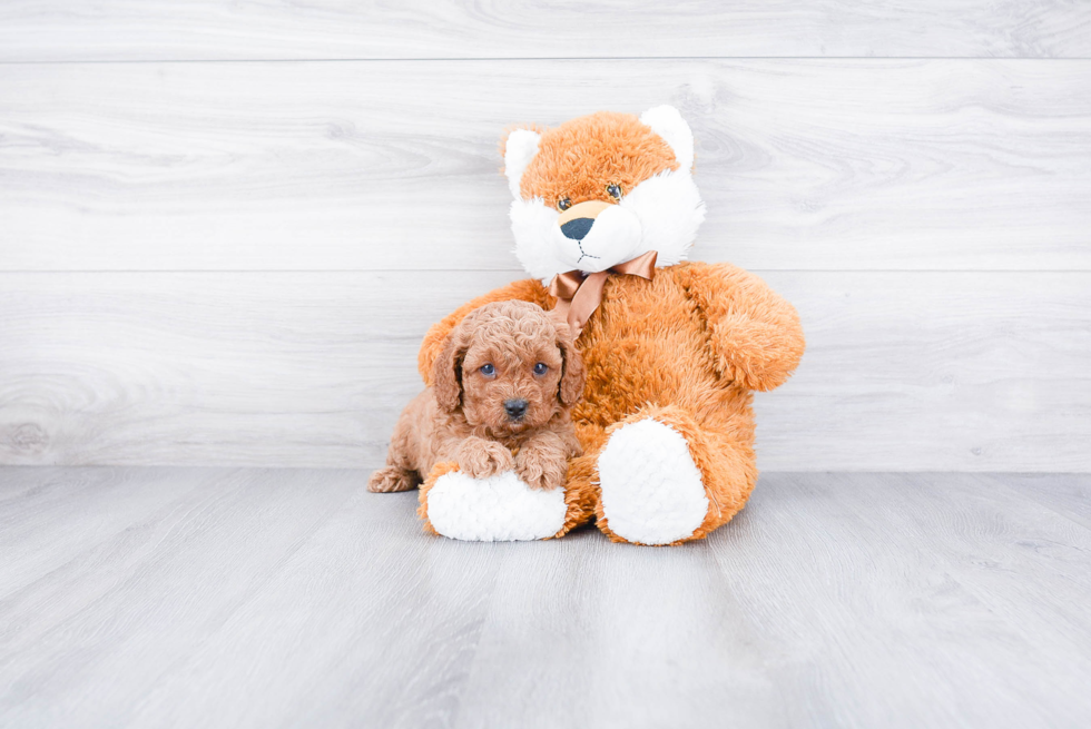 Best Cavapoo Baby