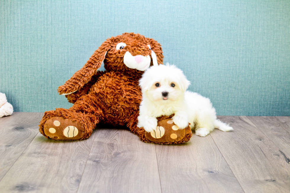 Energetic Maltese Purebred Puppy