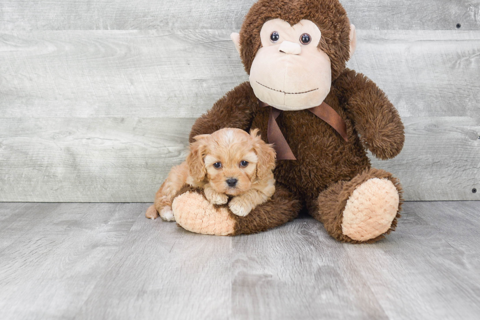 Little Cavoodle Poodle Mix Puppy