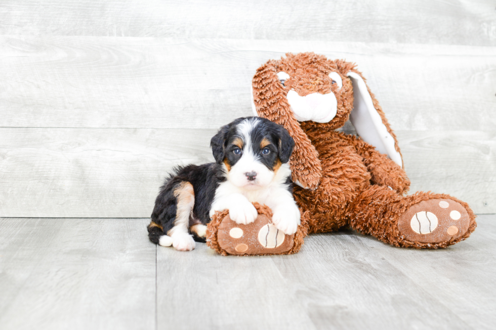 Best Mini Bernedoodle Baby