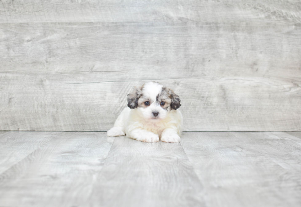 Teddy Bear Pup Being Cute