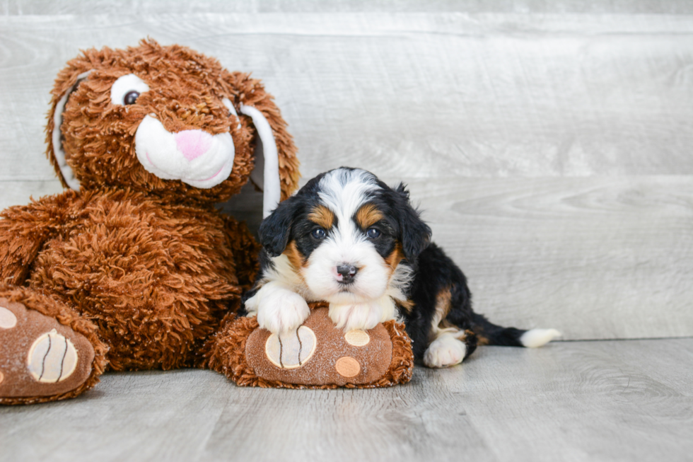 Popular Mini Bernedoodle Poodle Mix Pup