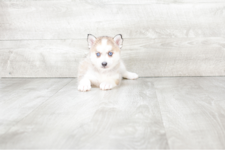 Pomsky Puppy for Adoption