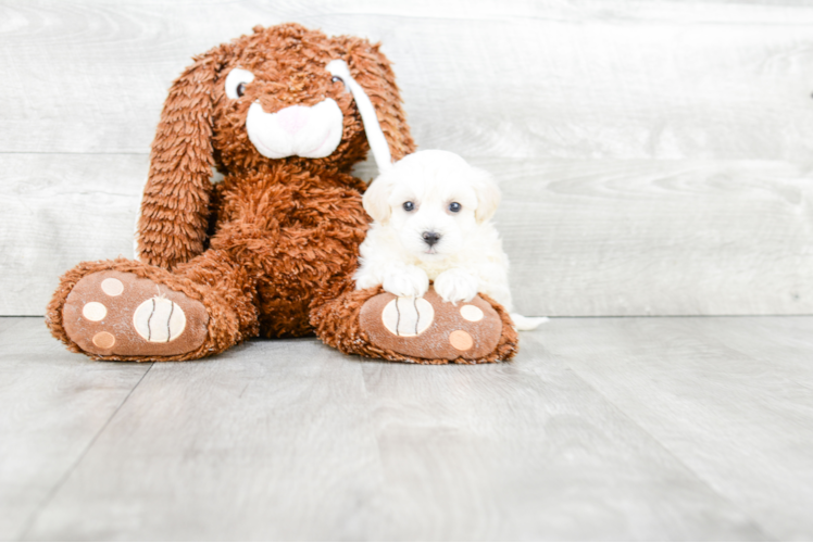 Maltipoo Pup Being Cute