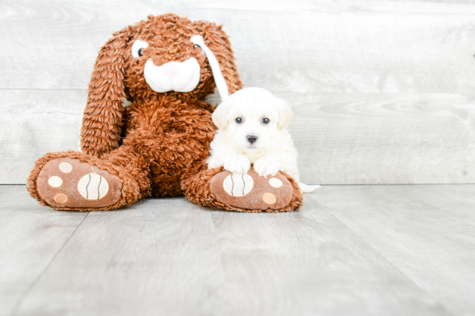 Maltipoo Pup Being Cute