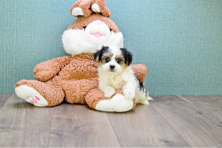 Energetic Yorkie Designer Puppy