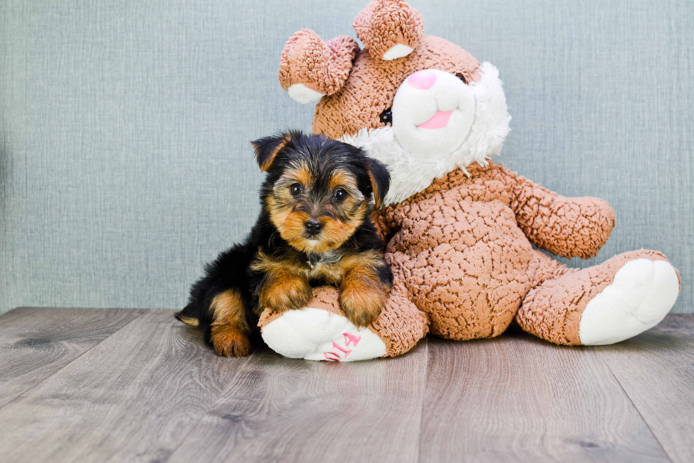 Meet Stevo - our Yorkshire Terrier Puppy Photo 