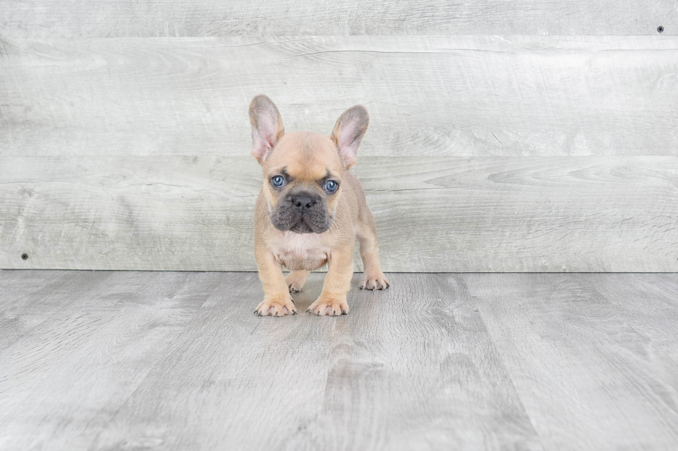 French Bulldog Puppy for Adoption