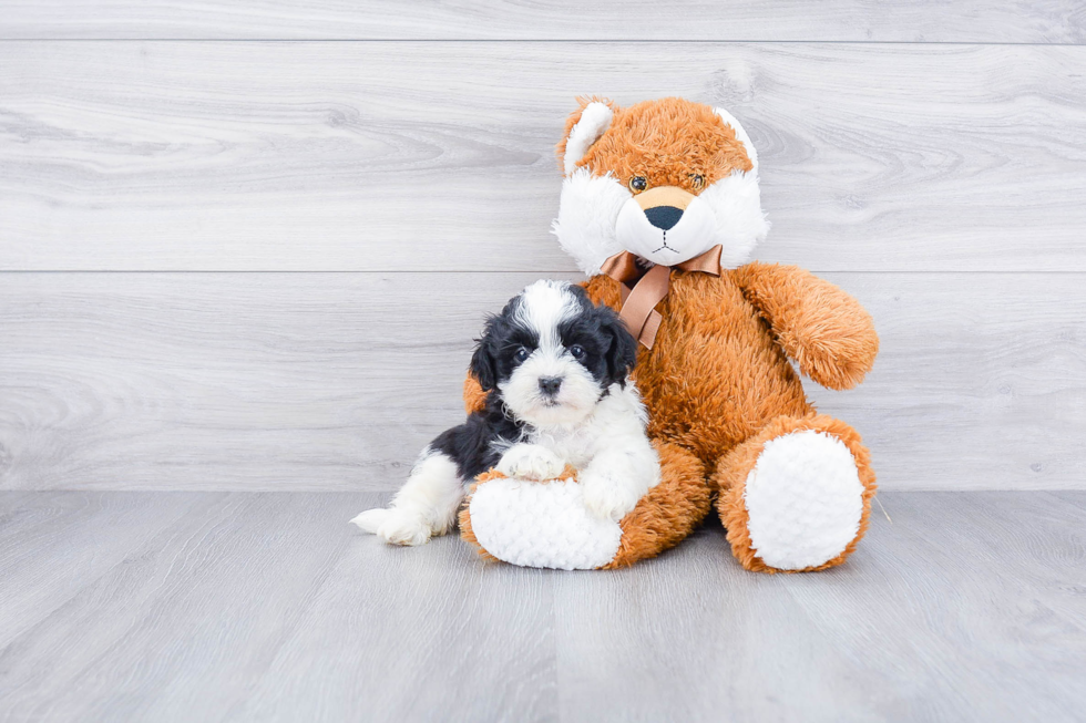 Teddy Bear Puppy for Adoption