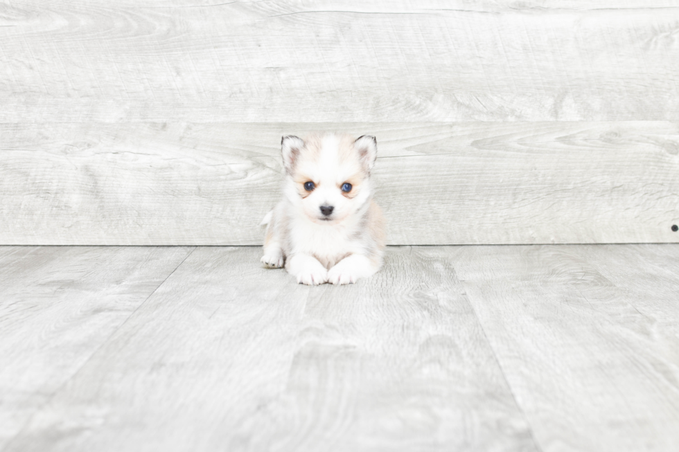 Smart Pomsky Designer Pup