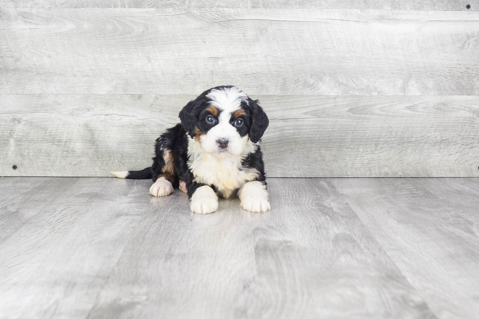 Mini Bernedoodle Puppy for Adoption