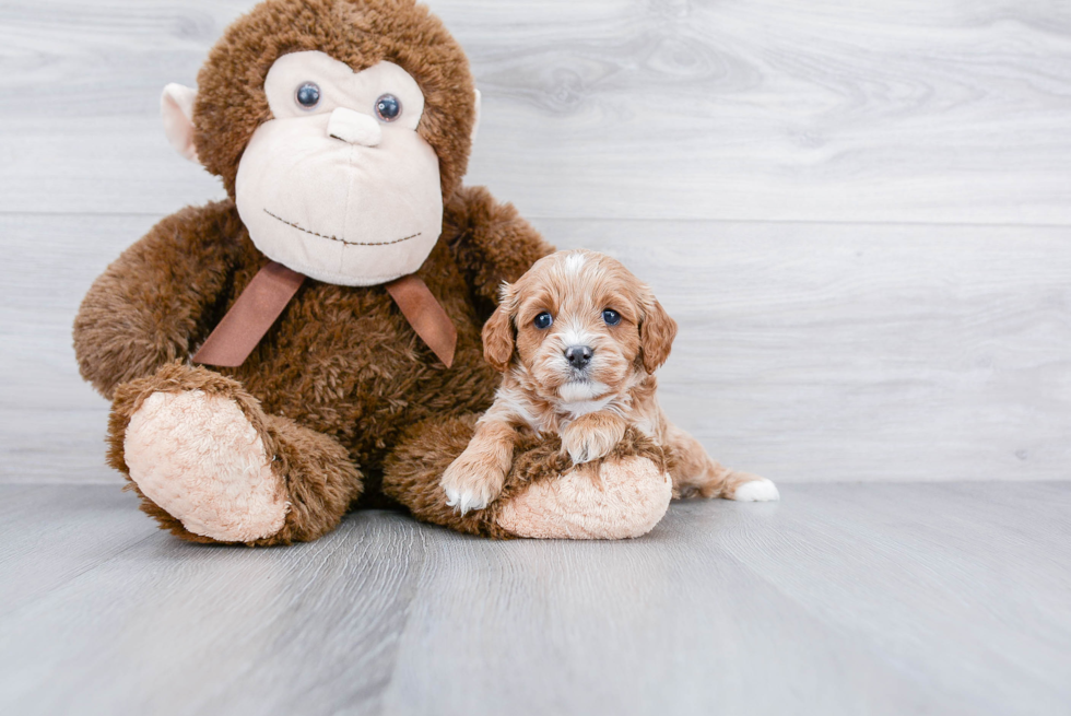 Little Cavoodle Poodle Mix Puppy