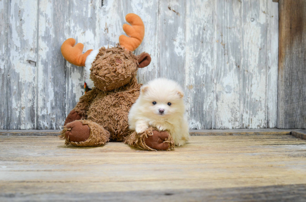 Pomeranian Puppy for Adoption