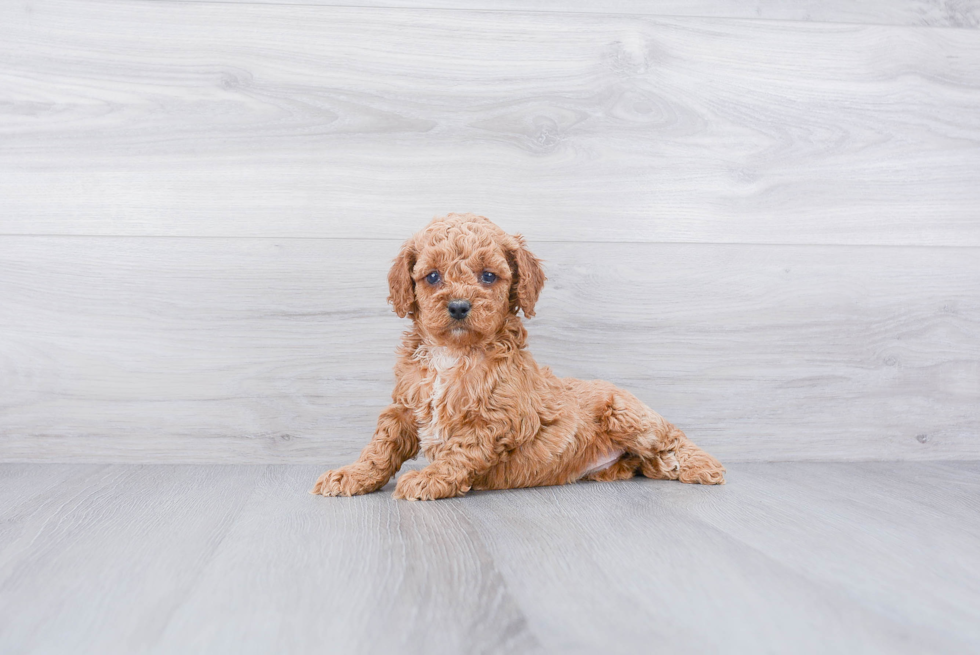 Cockapoo Puppy for Adoption