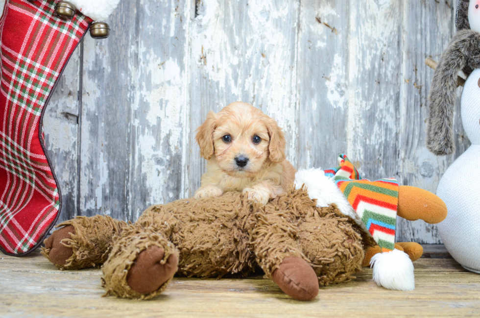 Cavachon Pup Being Cute