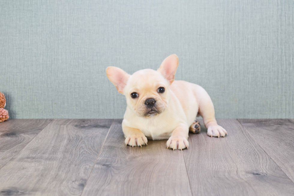 French Bulldog Puppy for Adoption