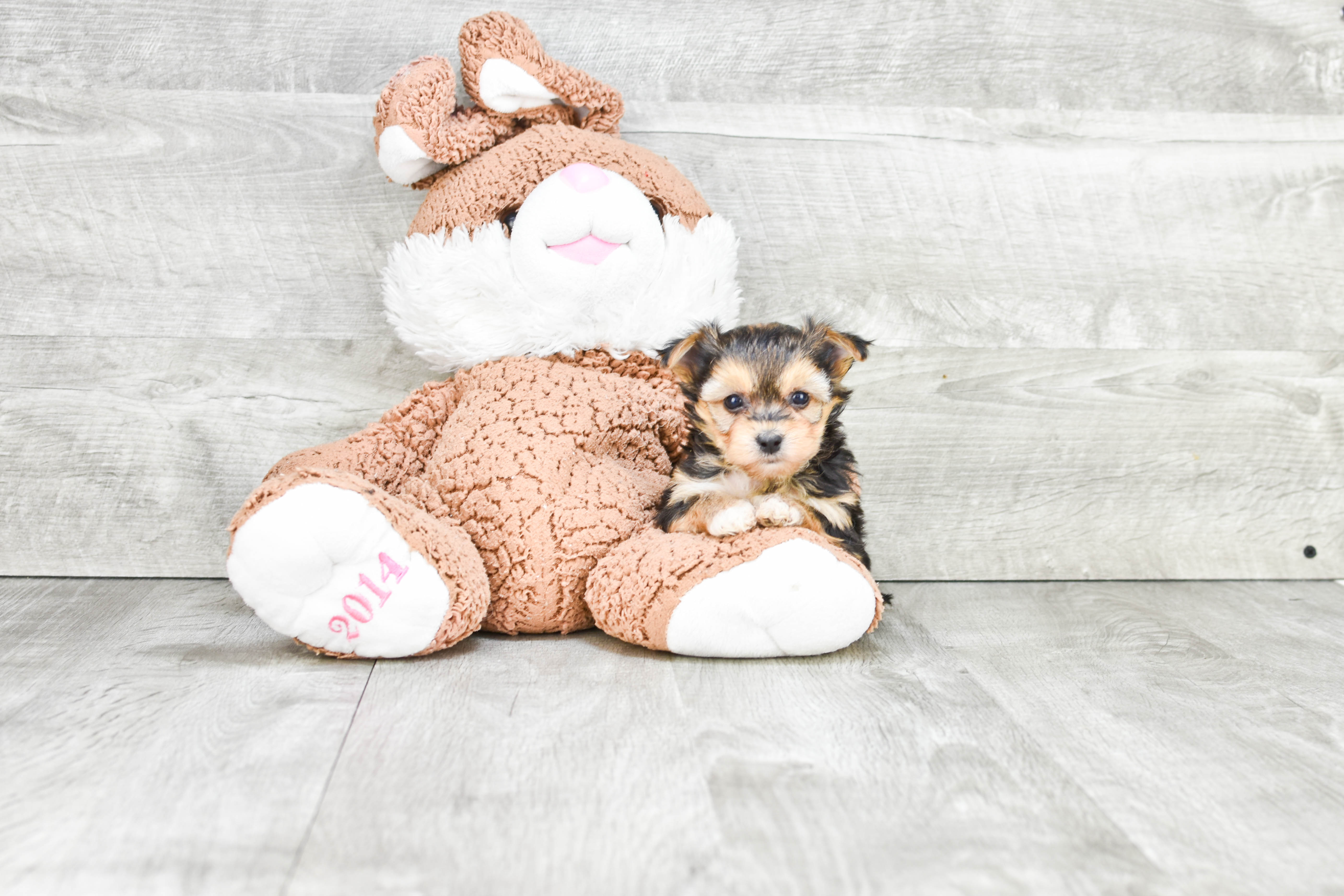 Adorable Yorkie Designer Puppy