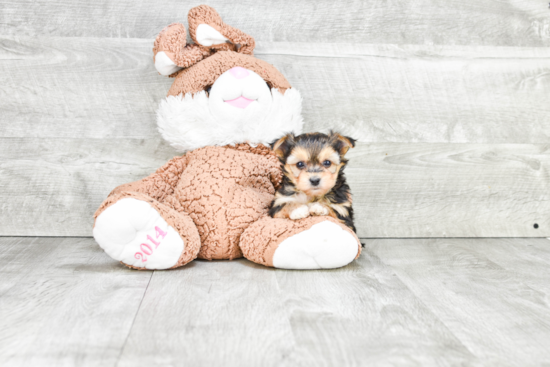 Adorable Yorkie Designer Puppy