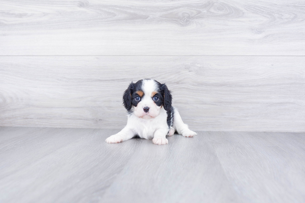 Petite Cavalier King Charles Spaniel Purebred Puppy