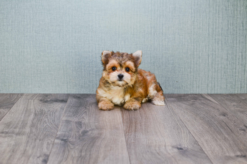 Playful Yorkie Designer Puppy