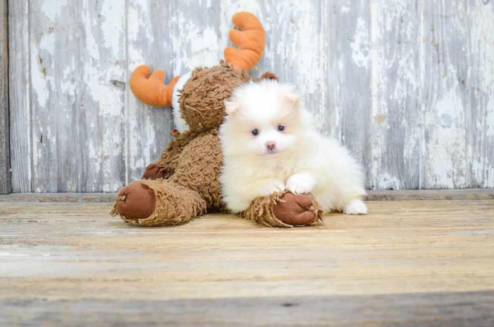 Smart Pomeranian Purebred Puppy