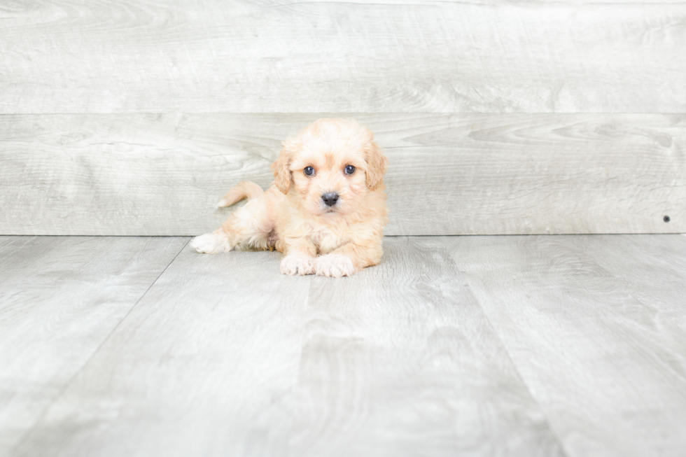 Cavachon Puppy for Adoption