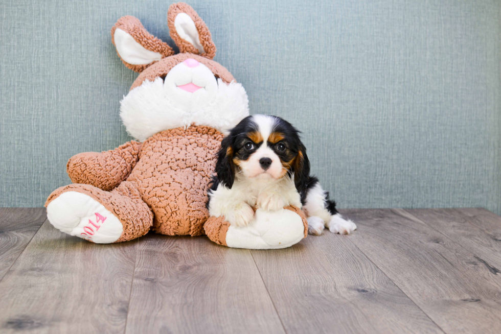 Cavalier King Charles Spaniel Pup Being Cute