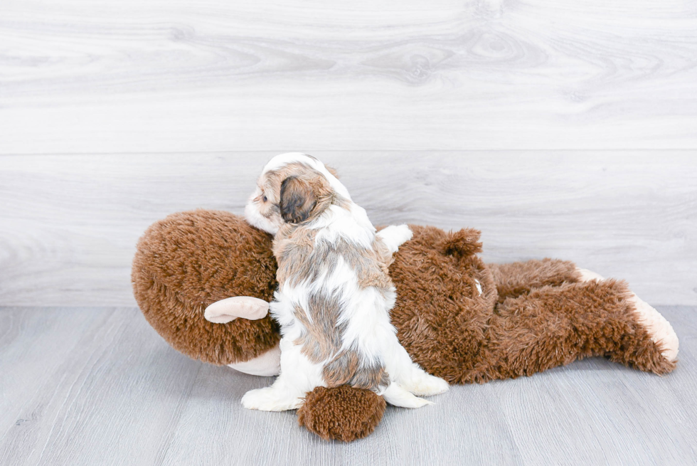 Energetic Cavalier Designer Puppy