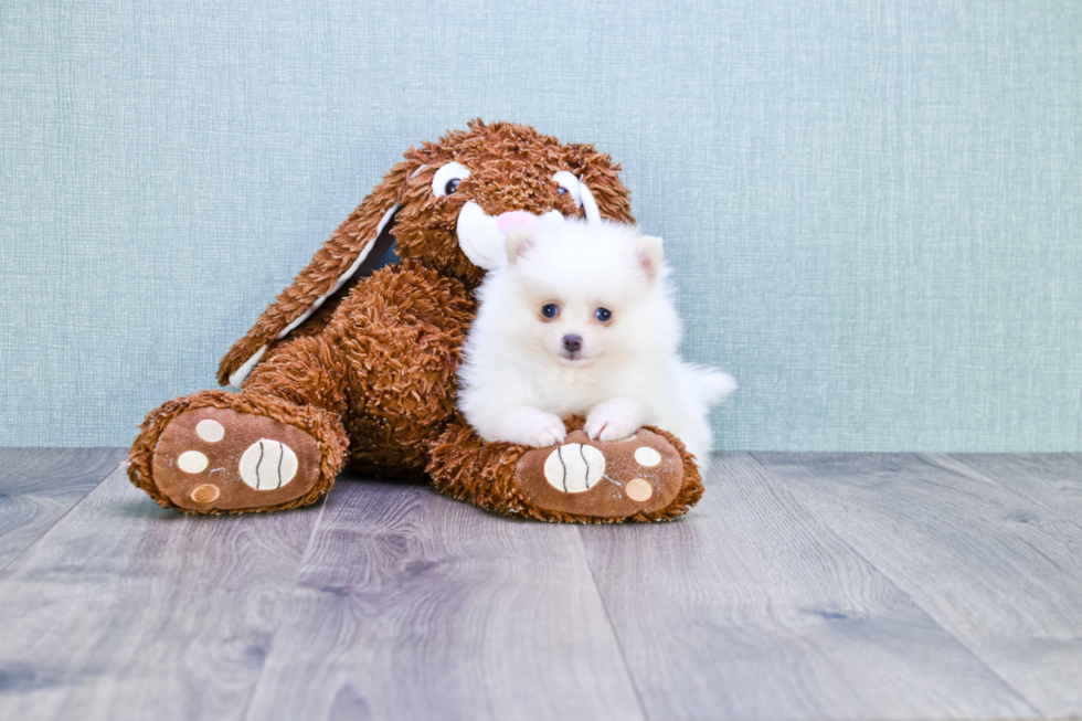 Pomeranian Pup Being Cute