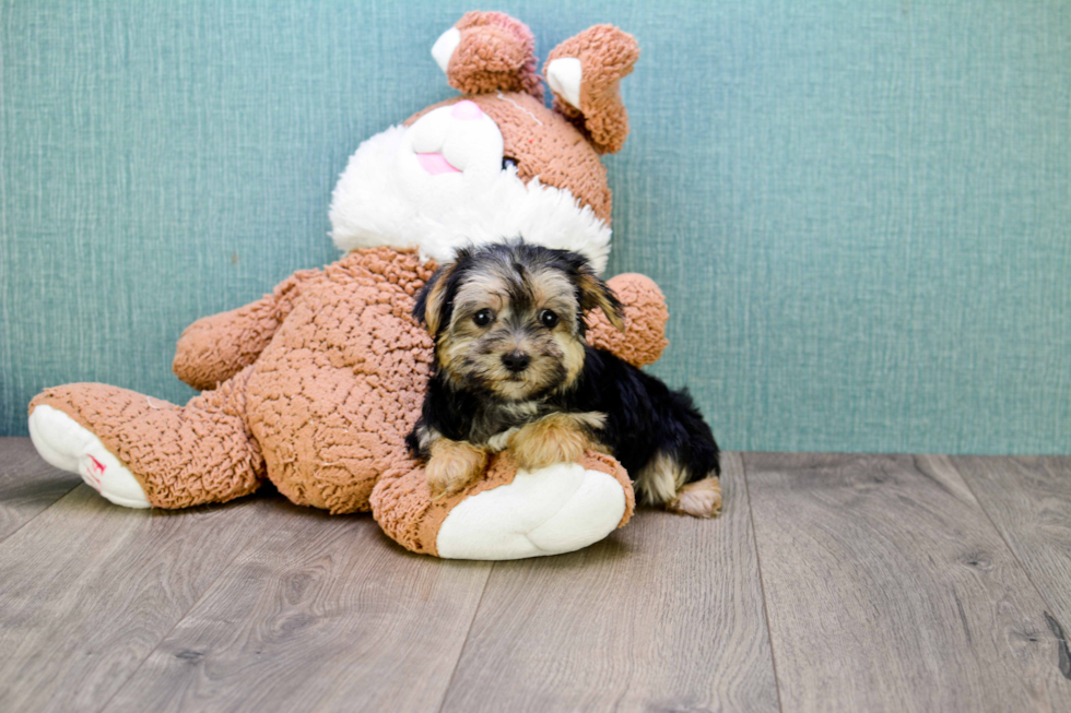 Best Morkie Baby