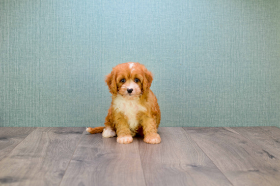 Best Cavapoo Baby