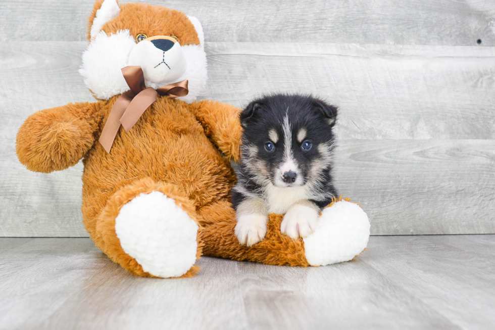 Fluffy Pomsky Designer Pup