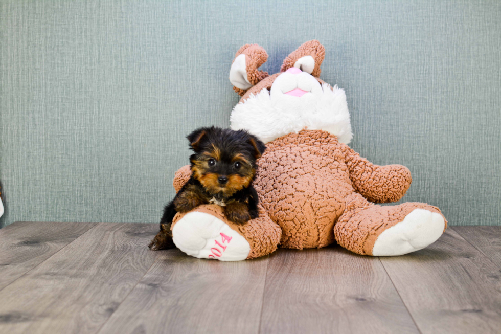 Meet Goldie - our Yorkshire Terrier Puppy Photo 