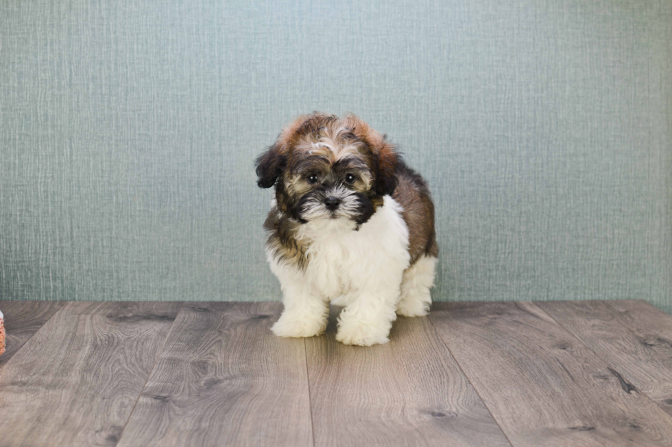 Teddy Bear Pup Being Cute