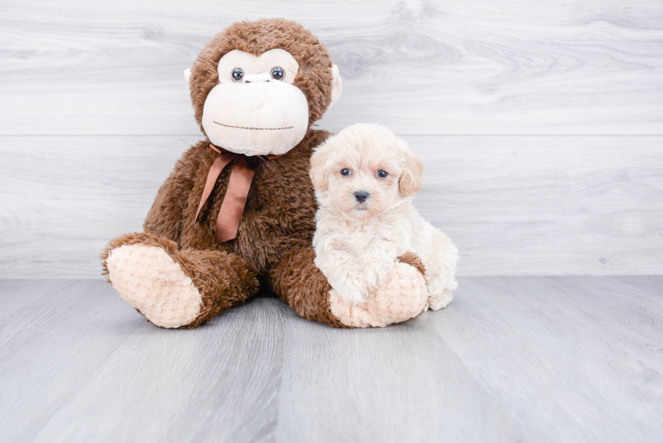 Smart Maltipoo Poodle Mix Pup