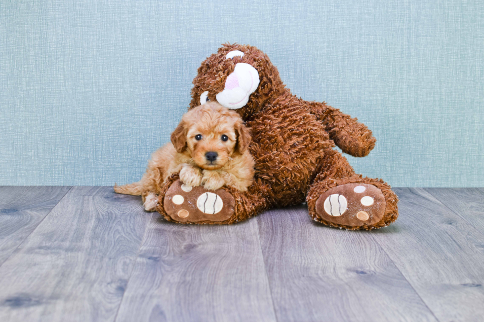 Best Mini Goldendoodle Baby